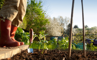 Permaculture : profitez du micro-climat gaumais pour cultiver des légumes savoureux !